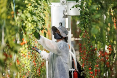 A person in a white coat examining tomatoes in a greenhouse.