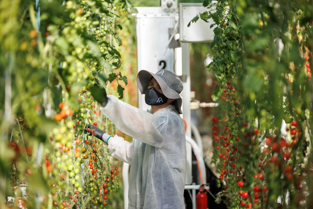 A person in a white coat examining tomatoes in a greenhouse.