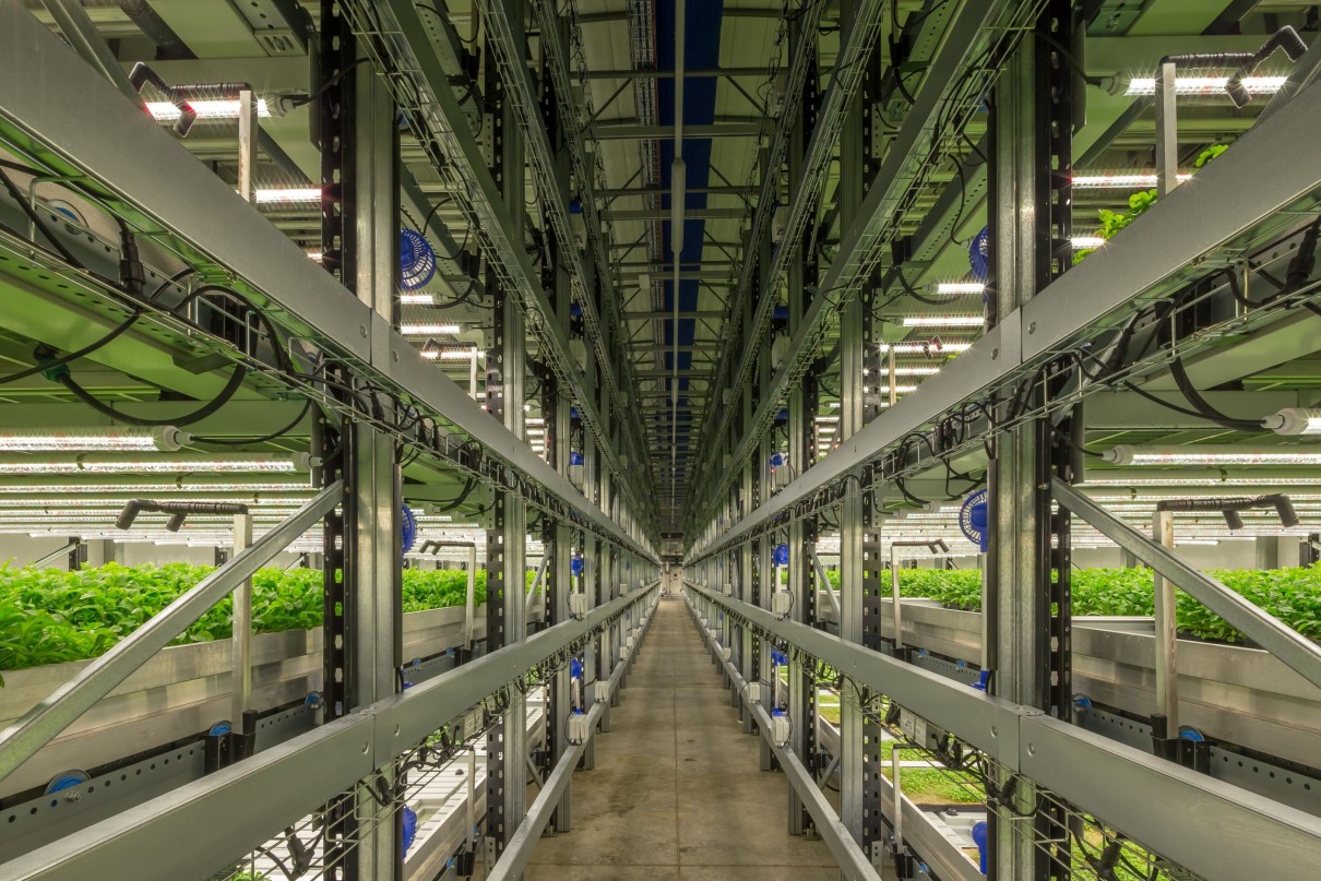 Green plants stand in illuminated pallets on long, high shelves in a hall