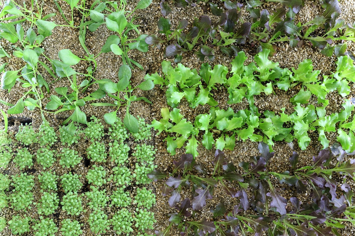 Small green plants in the soil